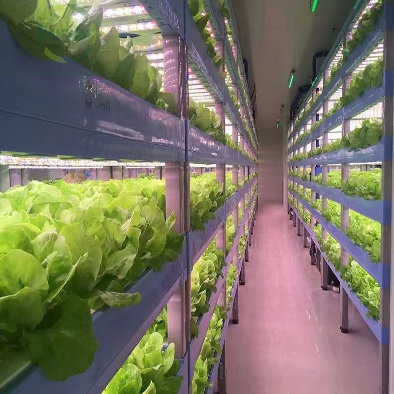 Custom Agricultural Greenhouse - đánh giá và giá Agriculture Farming Systems